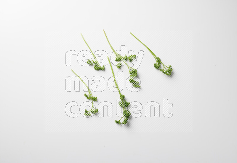 Fresh curly lettuce sprigs with vibrant green leaves on white background