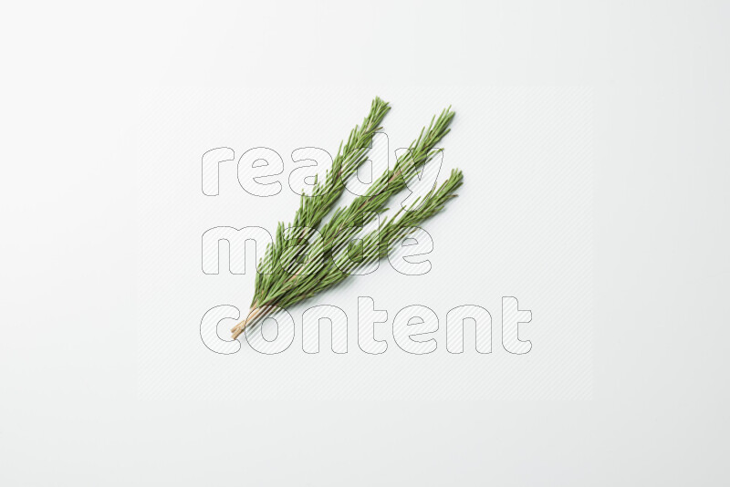Three fresh rosemary sprigs on white background