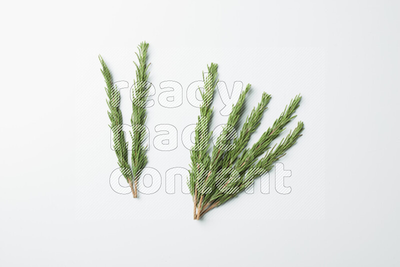 Multi fresh rosemary sprigs on white background