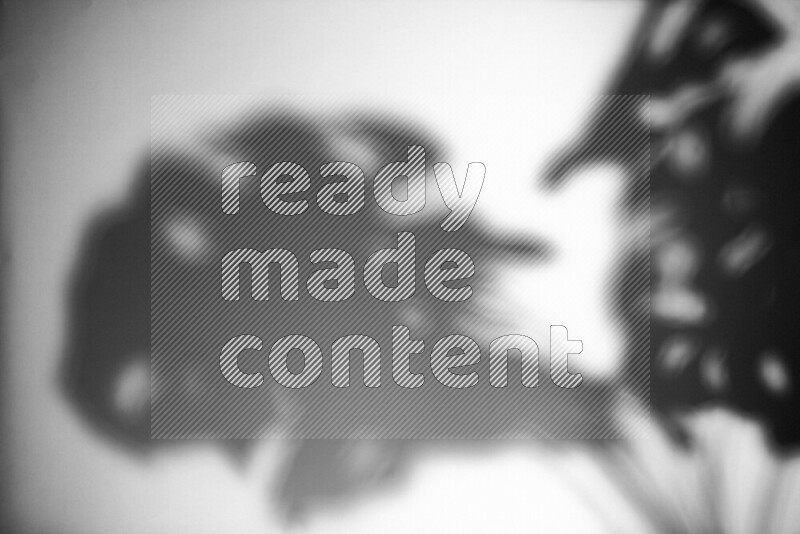 A delicate gobo light projects the silhouette of plant leaves onto a smooth surface