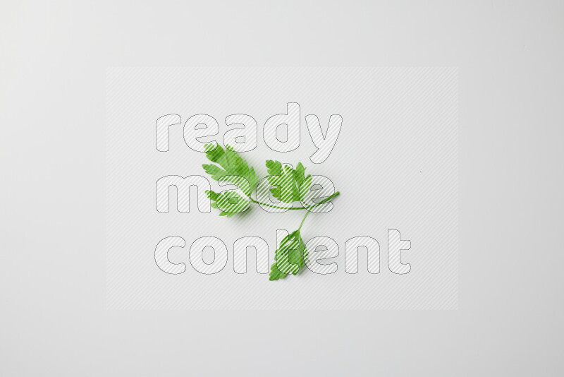 Short fresh parsley sprigs with vibrant green leaves on white background