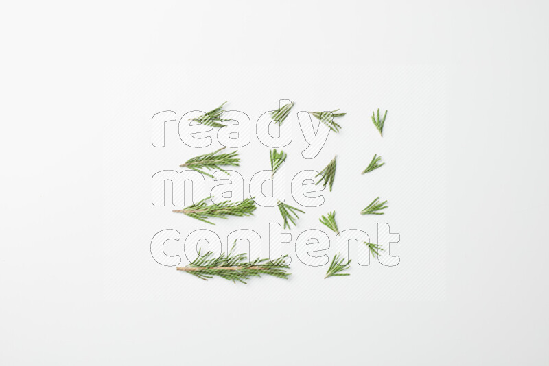 Multi fresh rosemary sprigs on white background