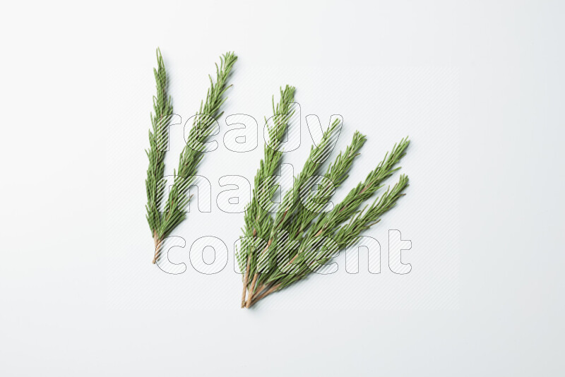 Multi fresh rosemary sprigs on white background