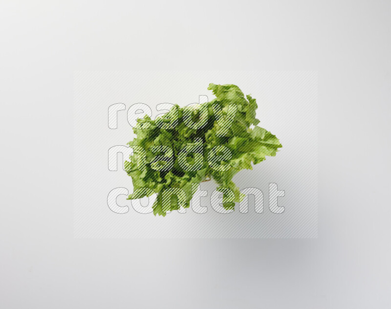 A fresh head of lettuce with green leaves on white background