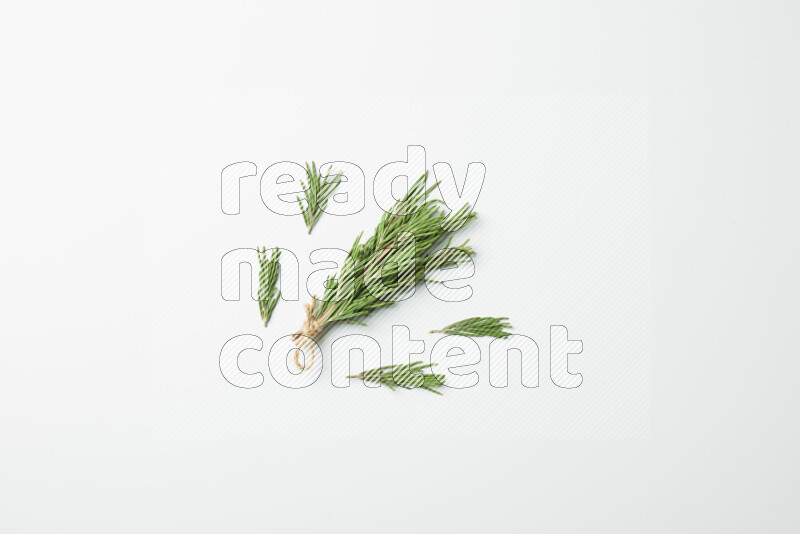 Multi fresh rosemary sprigs on white background