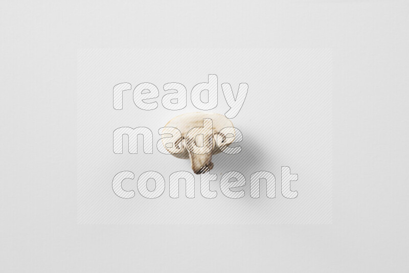 Mushrooms on white background