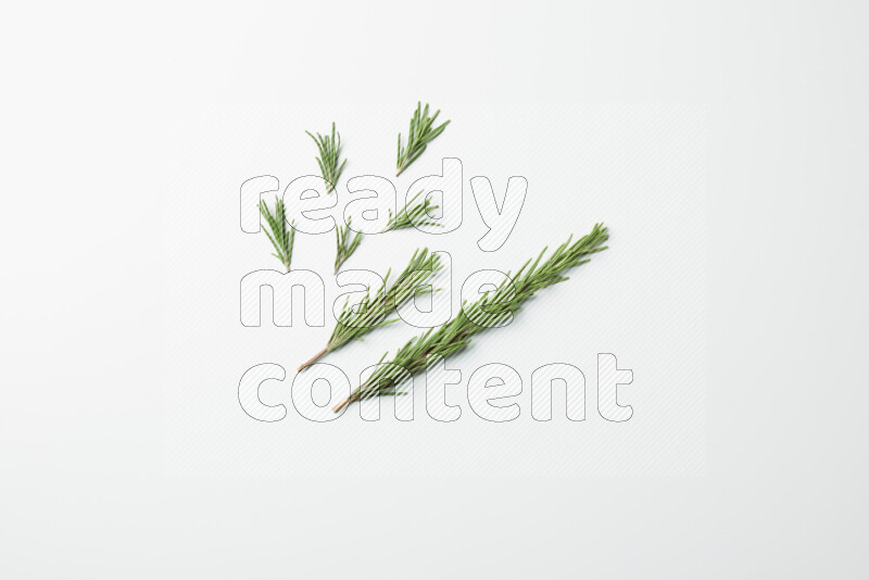 Multi fresh rosemary sprigs on white background