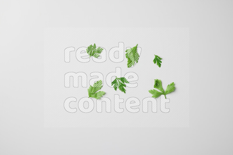 Scattered fresh parsley leaves on white background