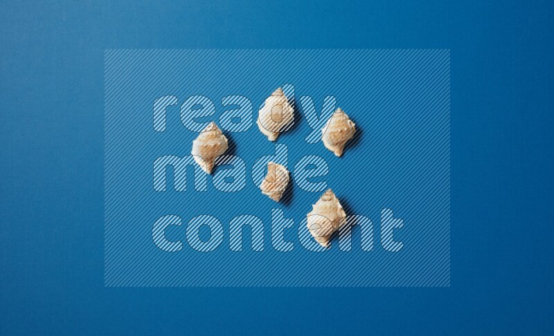 top view shot of seashells arrangement on blue background