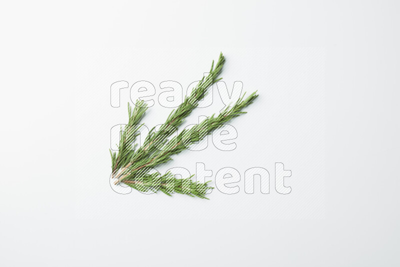 Multi fresh rosemary sprigs on white background