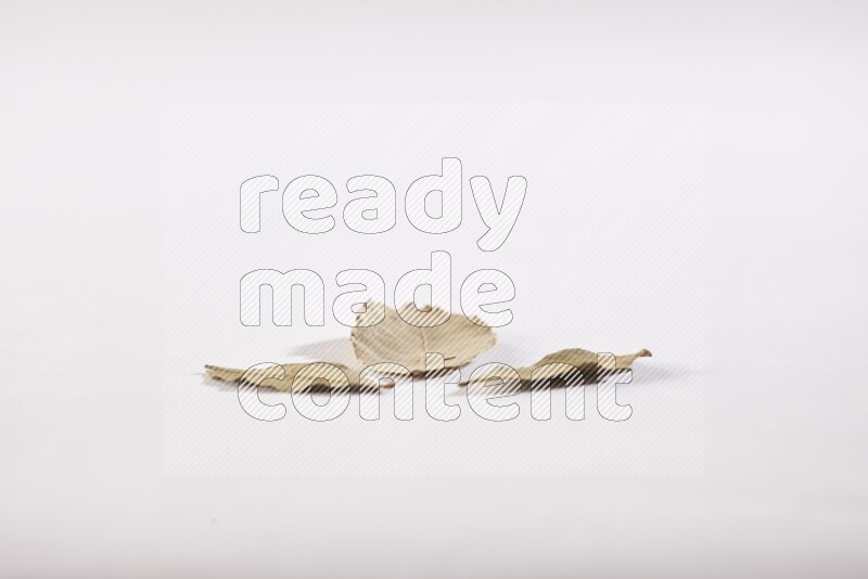 أوراق الغار المجففة علي خلفية بيضاء