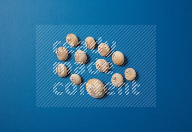 top view shot of seashells arrangement on blue background