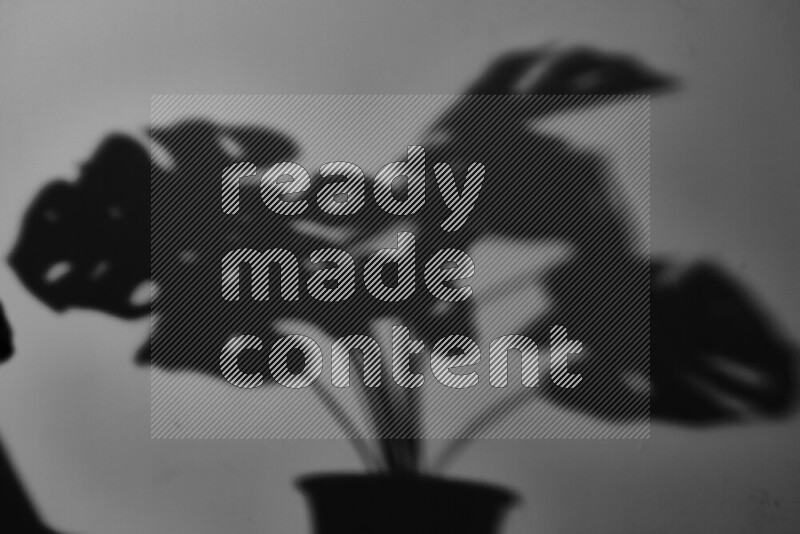 A delicate gobo light projects the silhouette of plant leaves onto a smooth surface