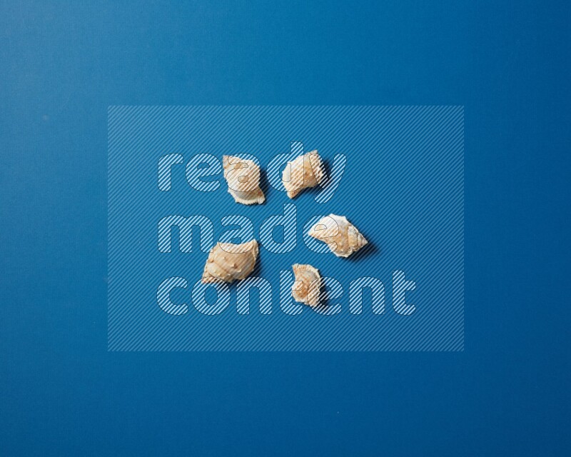 top view shot of seashells arrangement on blue background