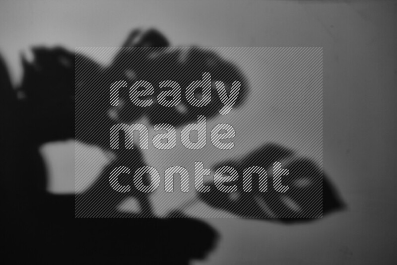 يظهر ضوء غوبو خافت ظلال أوراق نبات تسقط على سطح ناعم