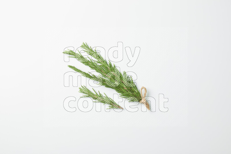Multi fresh rosemary sprigs on white background