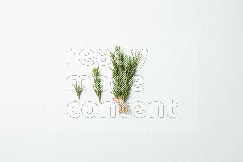 Multi fresh rosemary sprigs on white background