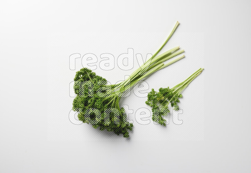 A bunch of fresh curly lettuce sprigs on a white background