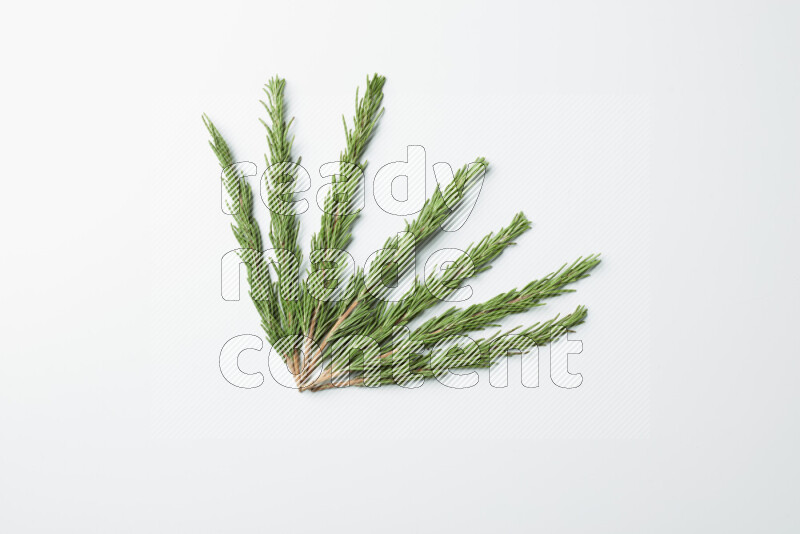 Multi fresh rosemary sprigs on white background